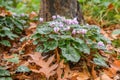 Eastern sowbread Cyclamen coum subsp. coum, pink flowering plant